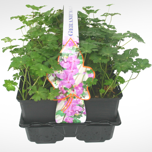 Půdopokryvné rostliny - Kakost 'Karmina' 6pack