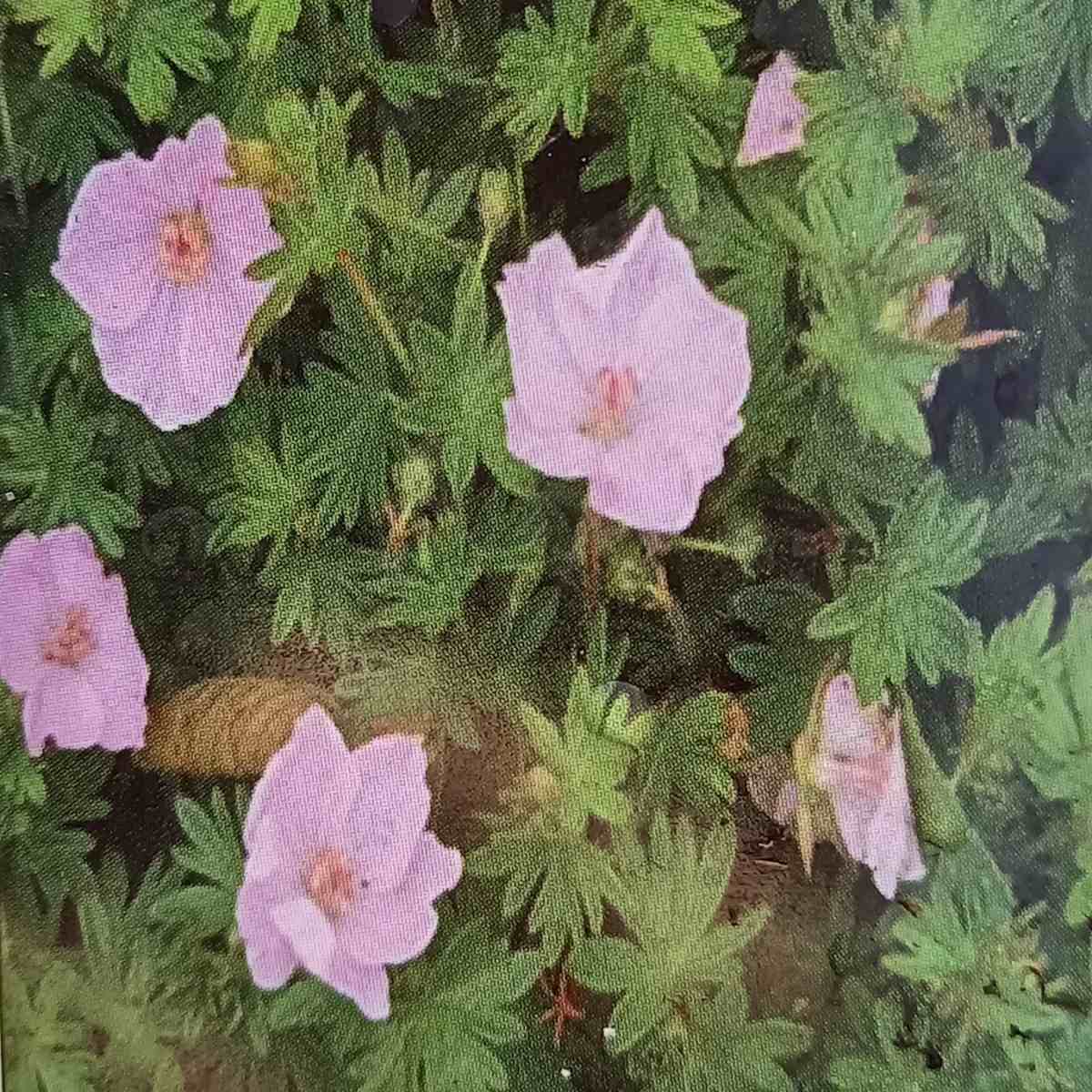 Na slunce - Kakost krvavý Apfelblüte květináč 9cm