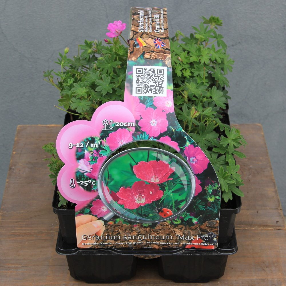 Půdopokryvné rostliny - Kakost krvavý 'Max Frei' 6pack