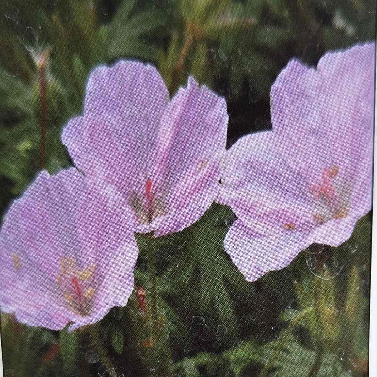 Na slunce - Kakost krvavý 'Pink Summer' květináč 13cm