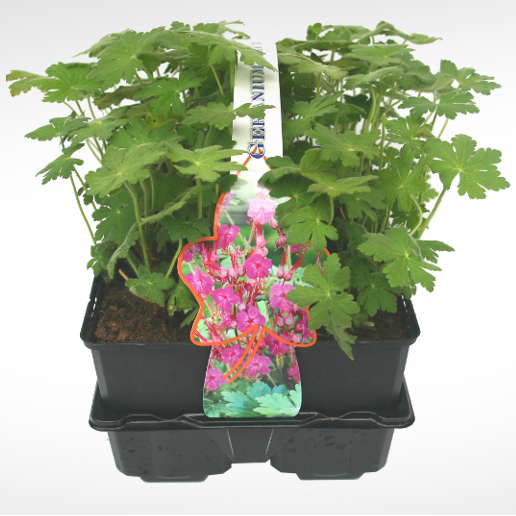 Půdopokryvné rostliny - Kakost oddénkatý 6pack