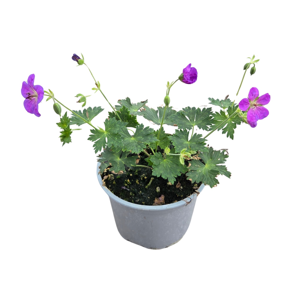 Na slunce - Kakost Wallichův Bloom Me Away květináč 12cm