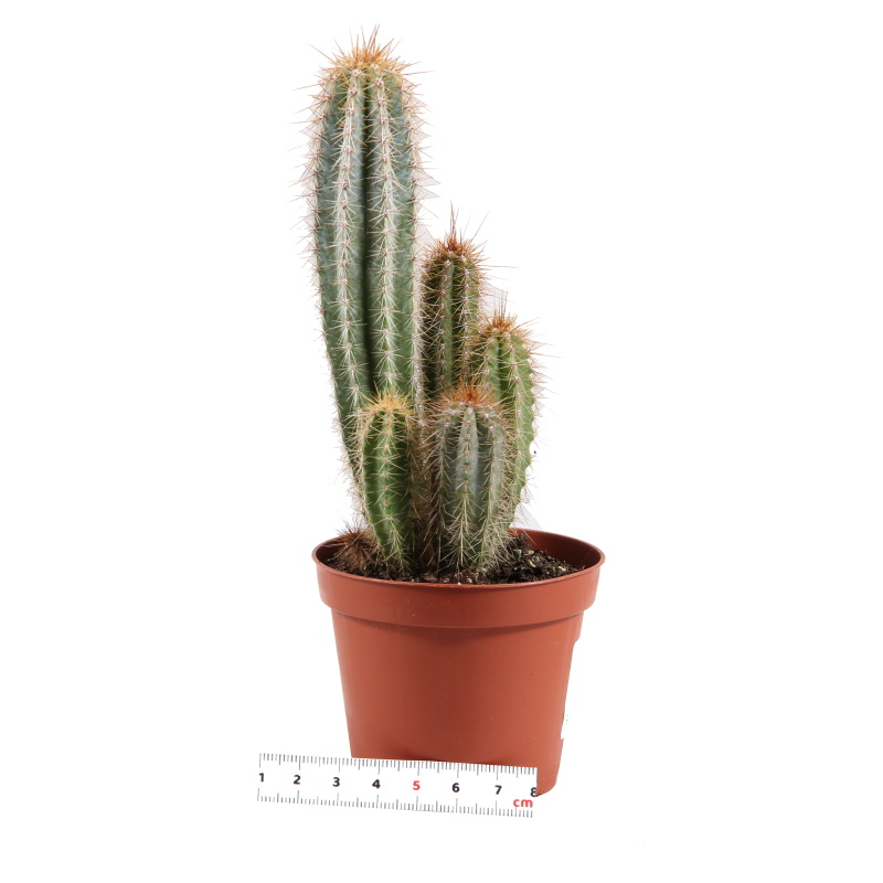Kaktusy a sukulenty - Kaktus EXTRA mix květináč 8cm