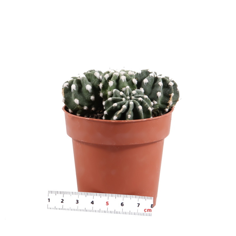 Kaktus EXTRA mix květináč 8cm-0