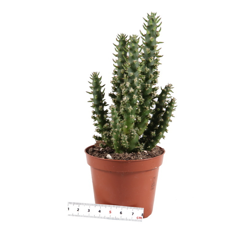 Kaktus EXTRA mix květináč 8cm-1