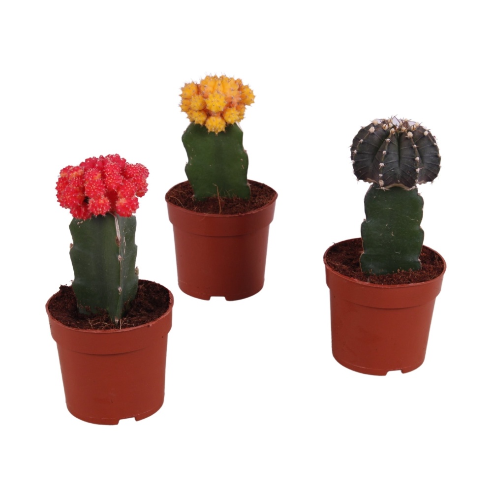 Kaktusy a sukulenty - Kaktus gymno mix květináč 10,5cm