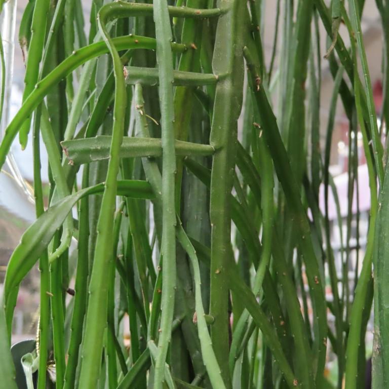 Kaktusy a sukulenty - Kaktus Mix květináč 20cm závěs