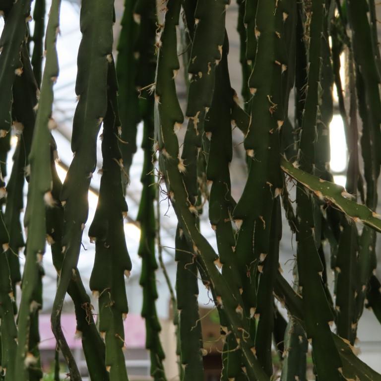 Kaktus Mix květináč 20cm závěs-0