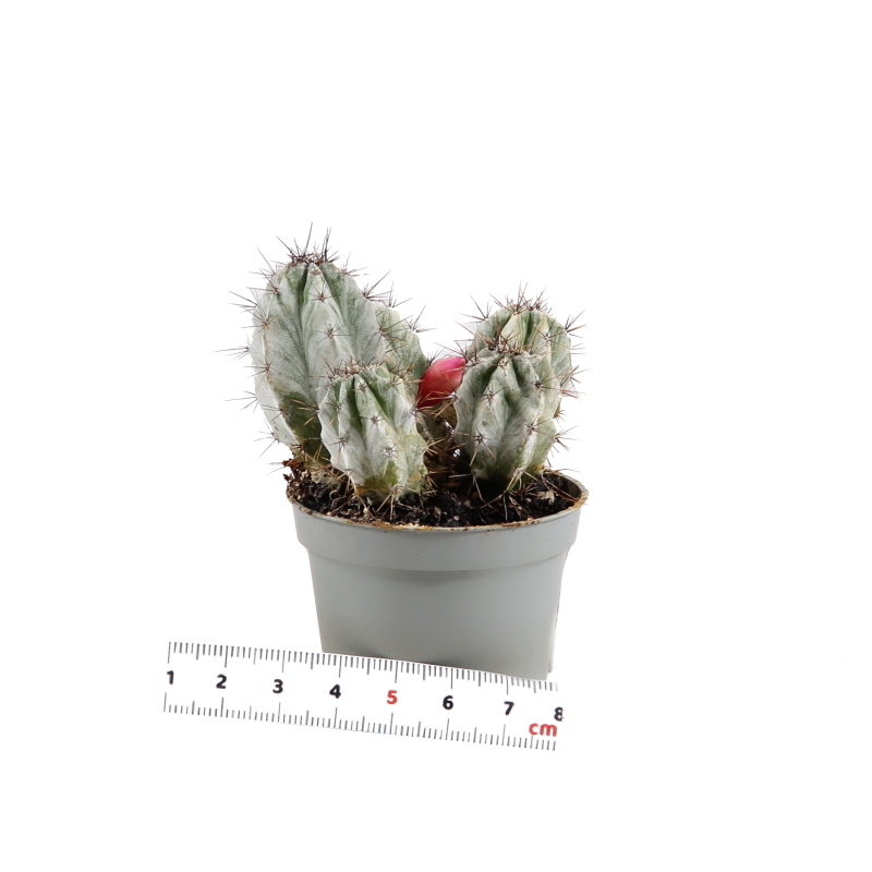 Kaktusy a sukulenty - Kaktus mix květináč 6,5cm