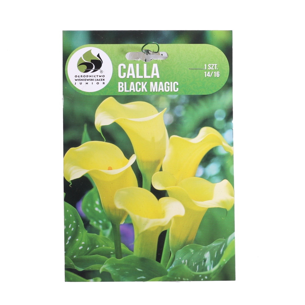 Ostatní jarní cibuloviny - Kala Black Magic 1ks