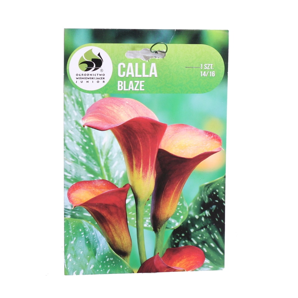 Ostatní jarní cibuloviny - Kala Blaze 1ks