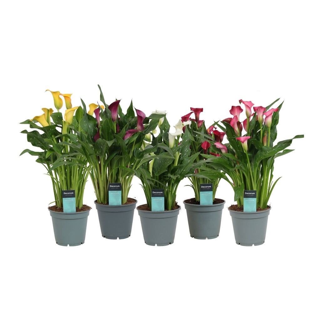 Kvetoucí pokojové rostliny - Kala, kornoutice mix (bílá), květináč 19cm