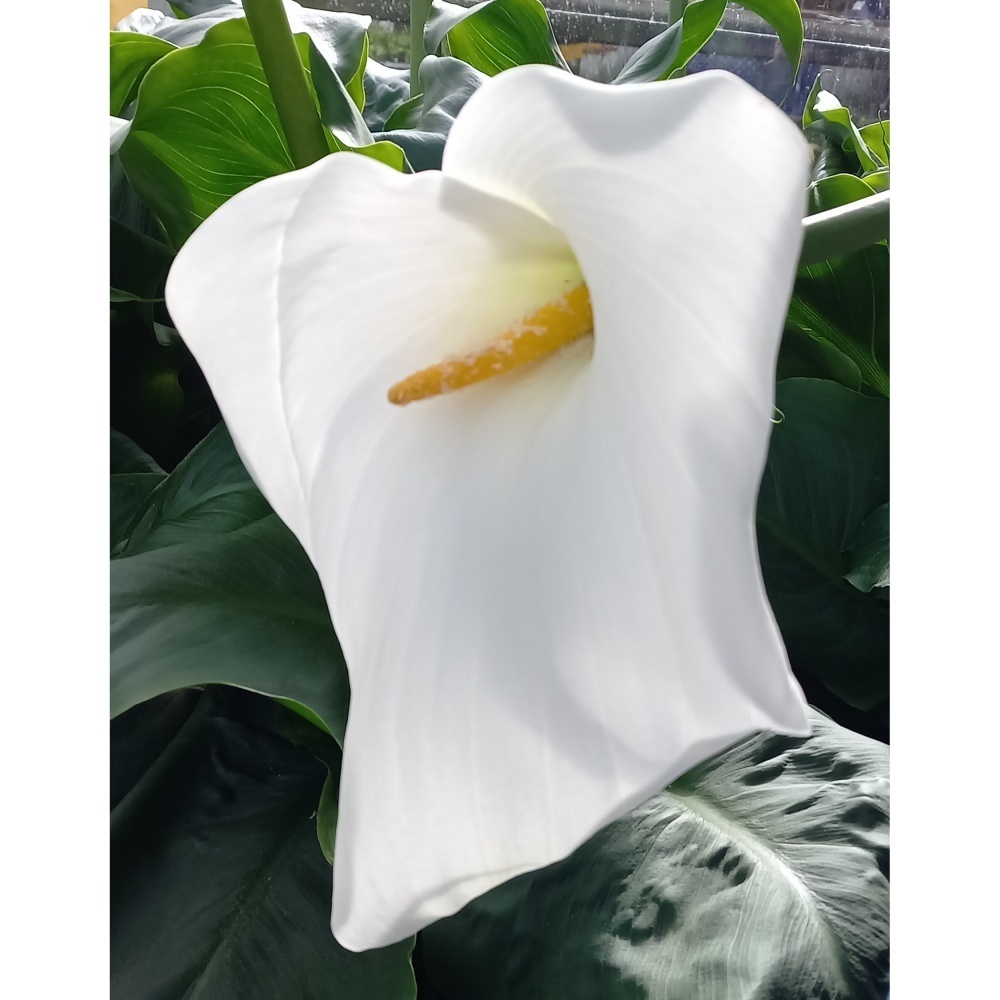 Kala, kornoutice mix (bílá), květináč 19cm-0