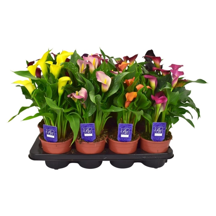 Kvetoucí pokojové rostliny - Kala, kornoutice mix květináč 14cm