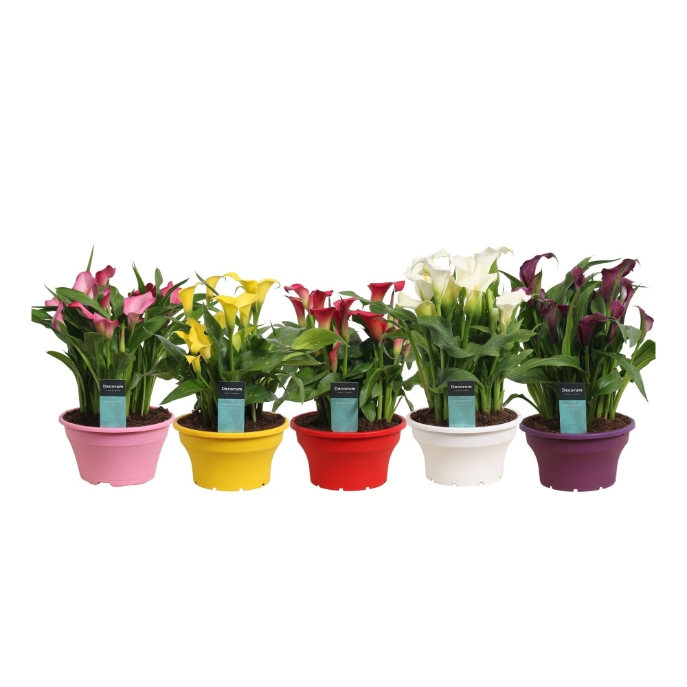 Kvetoucí pokojové rostliny - Kala, kornoutice mix květináč 25cm