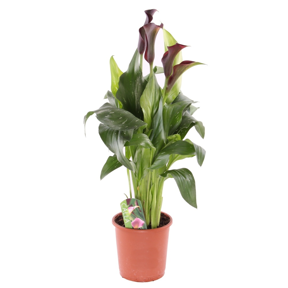 Kvetoucí pokojové rostliny - Kala květináč 13cm