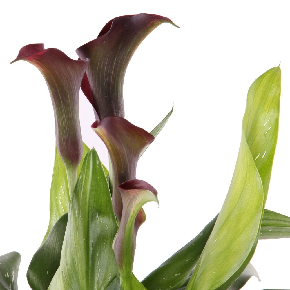 Kala květináč 13cm-0