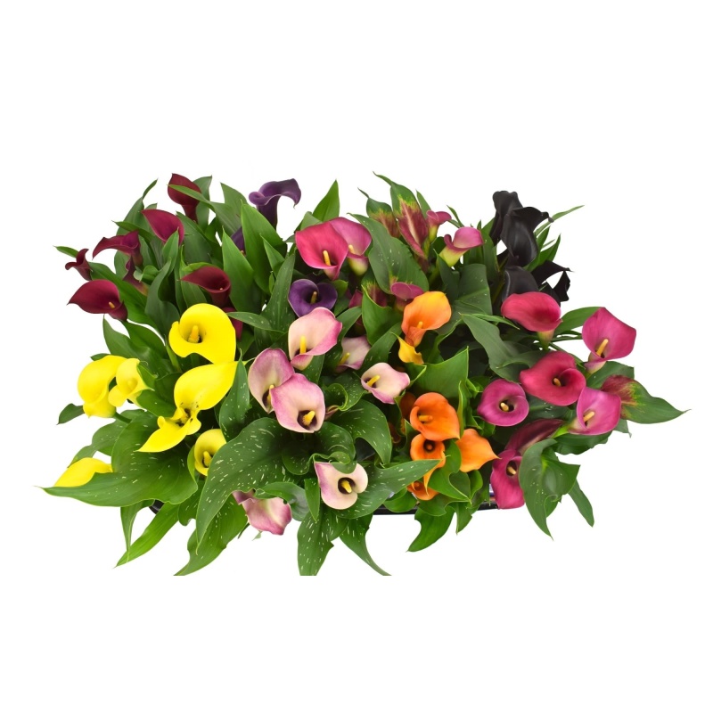 Kvetoucí pokojové rostliny - Kala MIX květináč 12cm