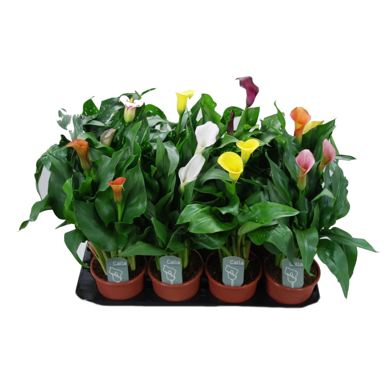 Kala MIX květináč 12cm-0