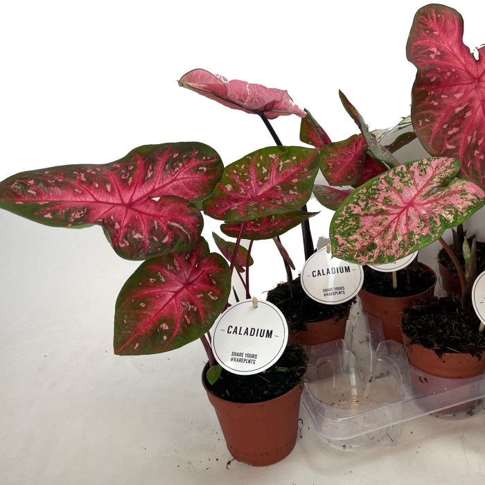 Okrasné pokojové rostliny - Kaládium MIX květináč 12cm