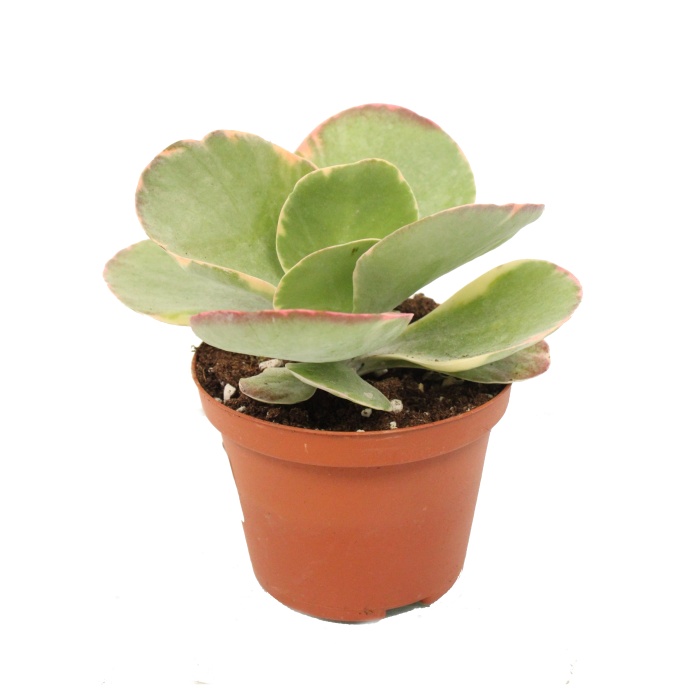 Kaktusy a sukulenty - Kalanchoe, kolopejka květináč 10,5cm