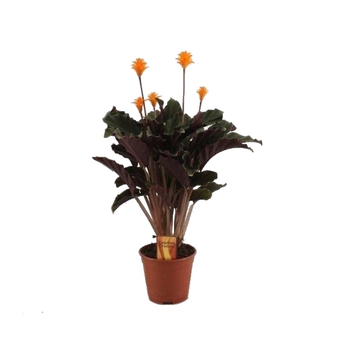 Kvetoucí pokojové rostliny - Kalatea 5-6 květů, květináč 14cm