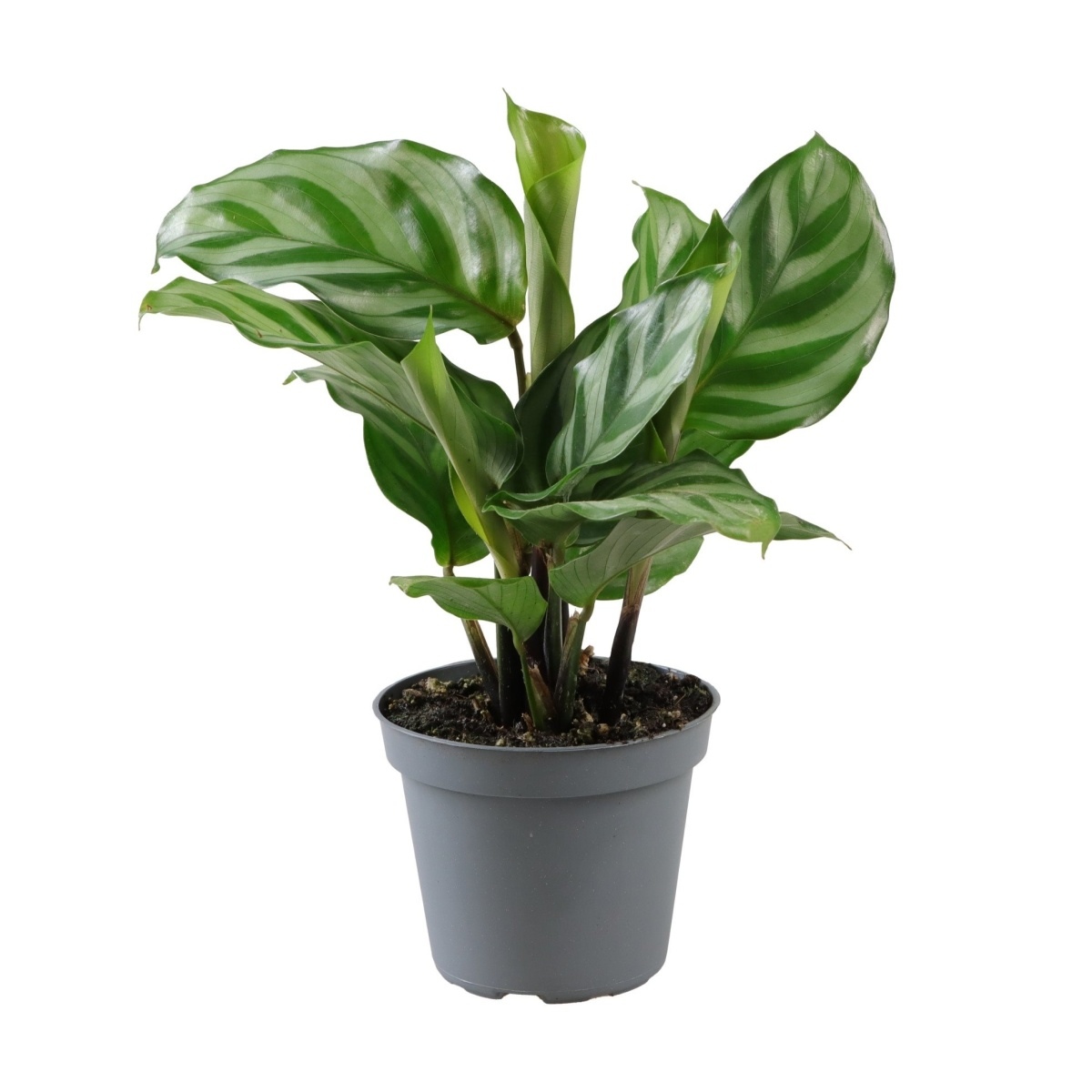 Okrasné pokojové rostliny - Kalatea Freddie květináč 6cm