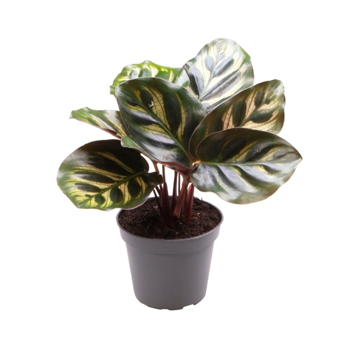 Okrasné pokojové rostliny - Kalatea květináč 6cm