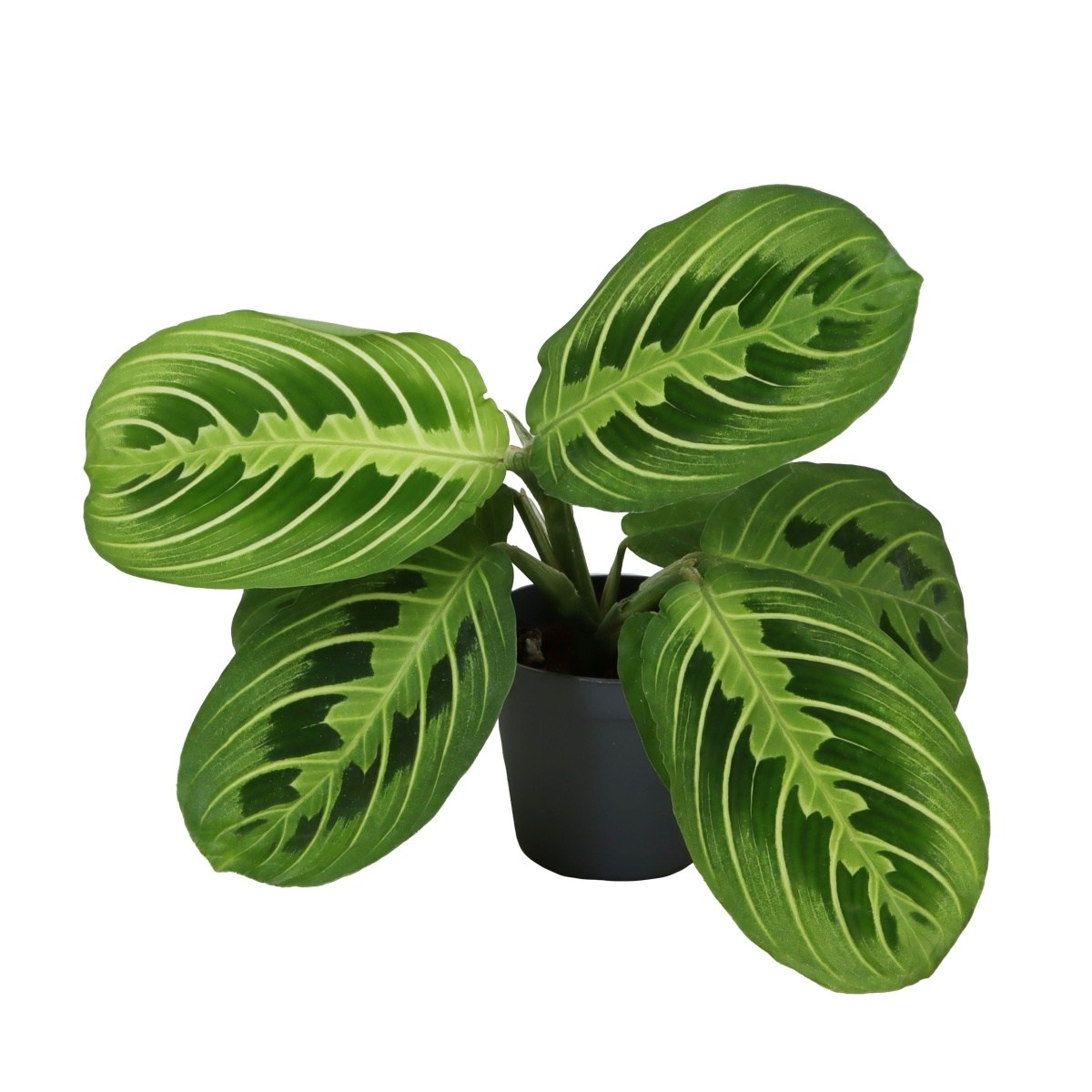 Okrasné pokojové rostliny - Kalatea Lemon Lime květináč 6cm