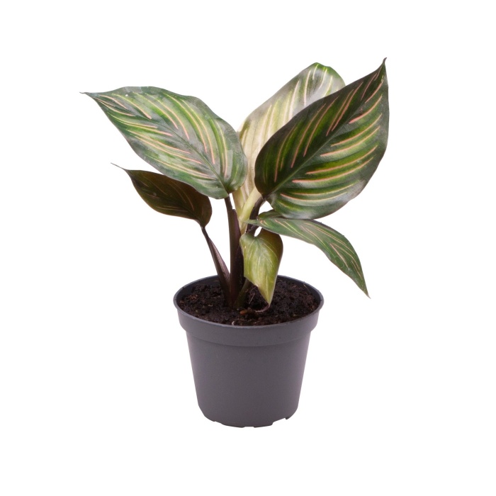 Okrasné pokojové rostliny - Kalatea Mieli květináč 6cm