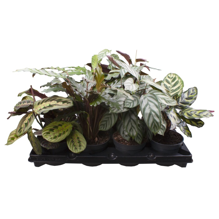 Okrasné pokojové rostliny - Kalatea mix květináč 12cm