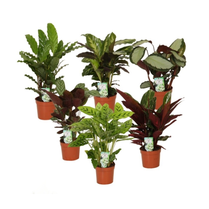 Okrasné pokojové rostliny - Kalatea mix květináč 15cm