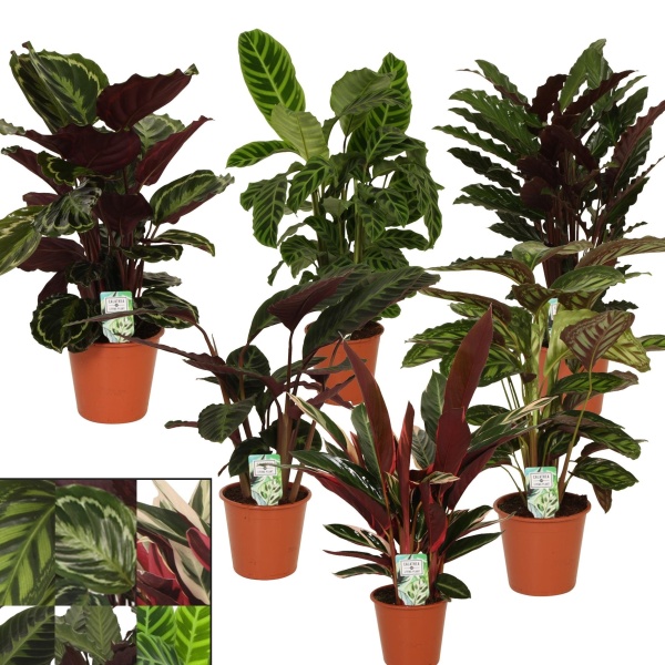 Okrasné pokojové rostliny - Kalatea MIX květináč 19cm