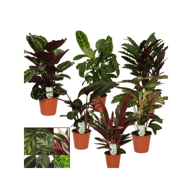 Kalatea MIX květináč 19cm-1