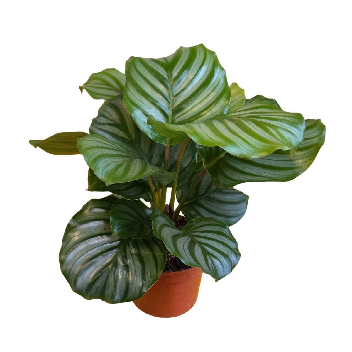 Okrasné pokojové rostliny - Kalatea okrouhlolistá květináč 12cm