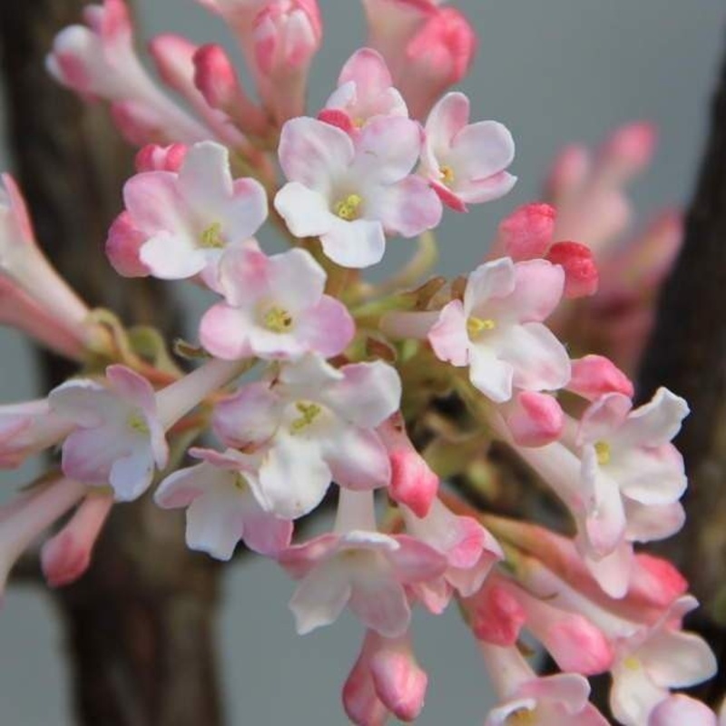 Keře okrasné květem - Kalina bodnantská Charles Lamont květináč 5 litrů