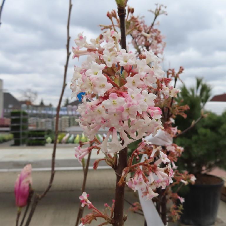 Rostliny - Kalina bodnantská Dawn květináč 25 litrů, výška 80/100cm, keř