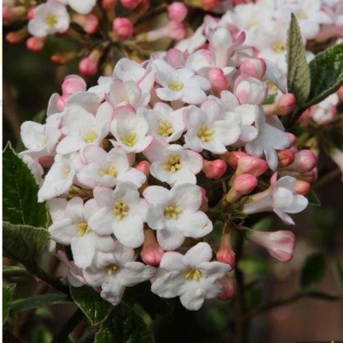 Keře okrasné květem - Kalina Burkwoodova 'Anne Russell' 6 litrů, výška 40/50cm, keř