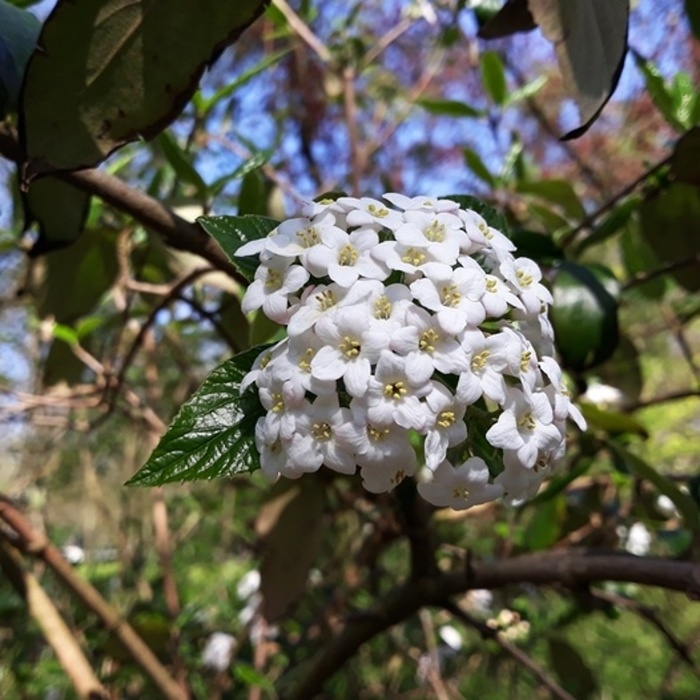 Keře okrasné květem - Kalina Burkwoodova květináč 10 litrů