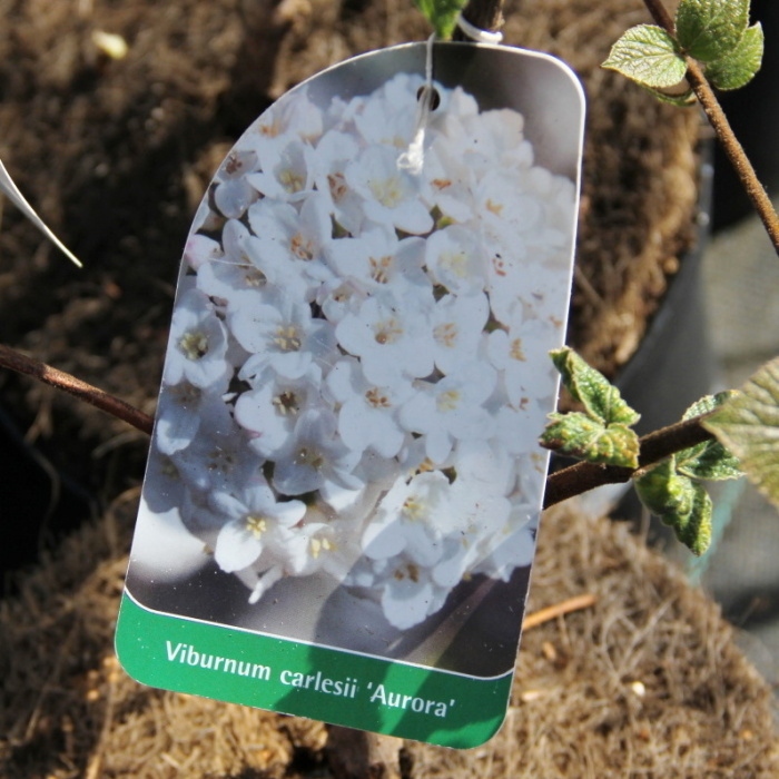 Rostliny - Kalina Carlesiova Aurora květináč 2,5 litru