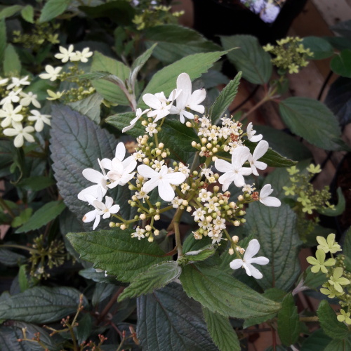 Kalina japonská 'Summer Snowflake' květináč 6 litrů, výška 30/40cm, keř-0