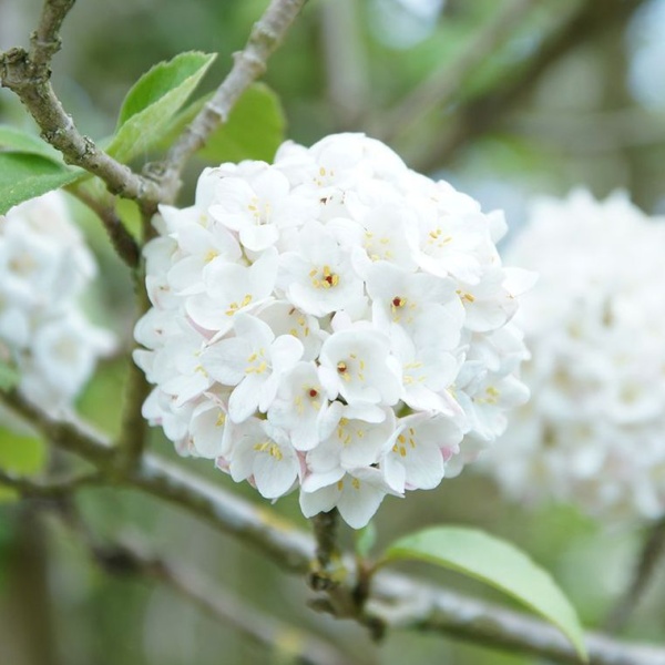 Keře okrasné květem - Kalina kulovitá 6 litrů, výška 40/60cm, keř