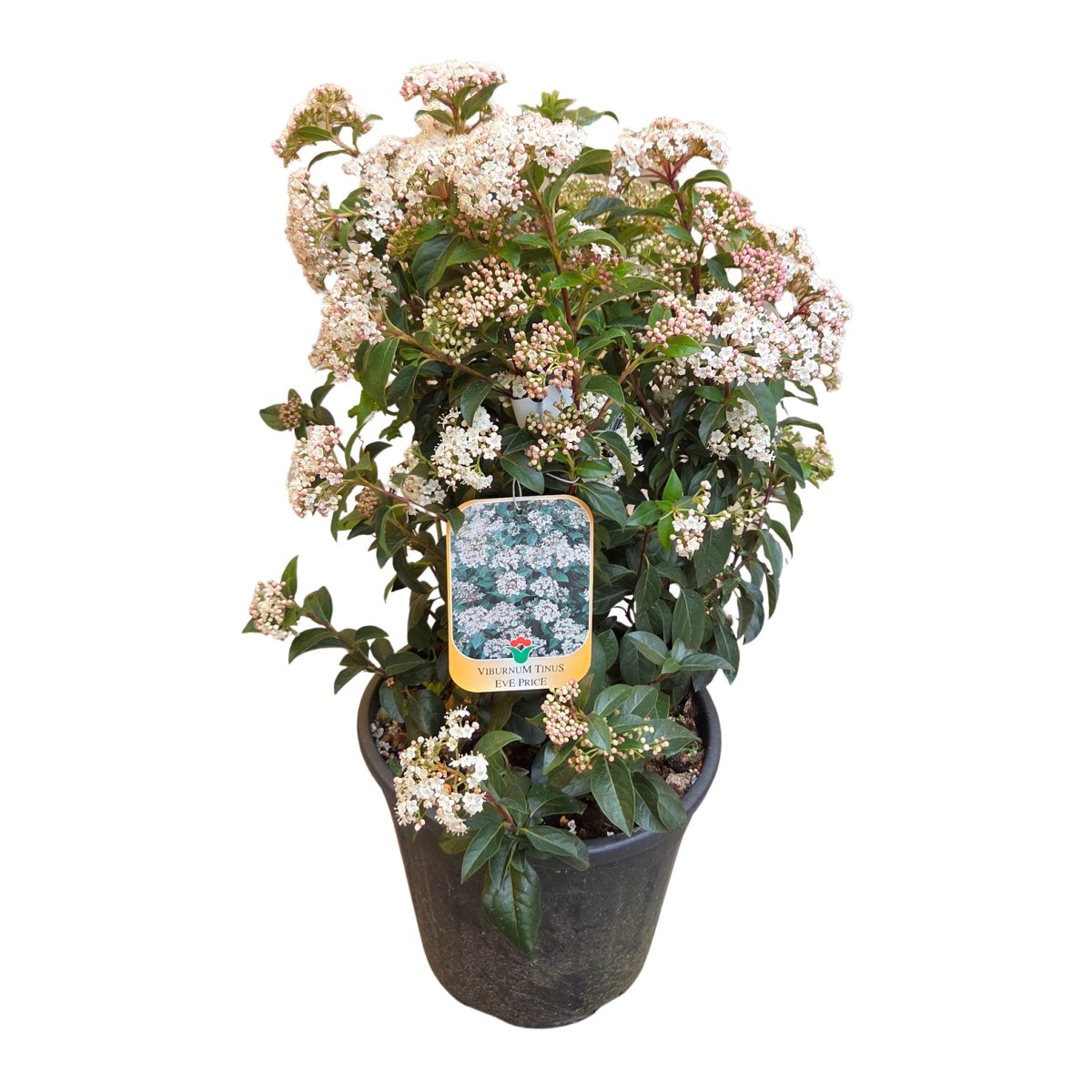 Stálezelené keře - Kalina modroplodá 'Eve Price' květináč 10 litrů