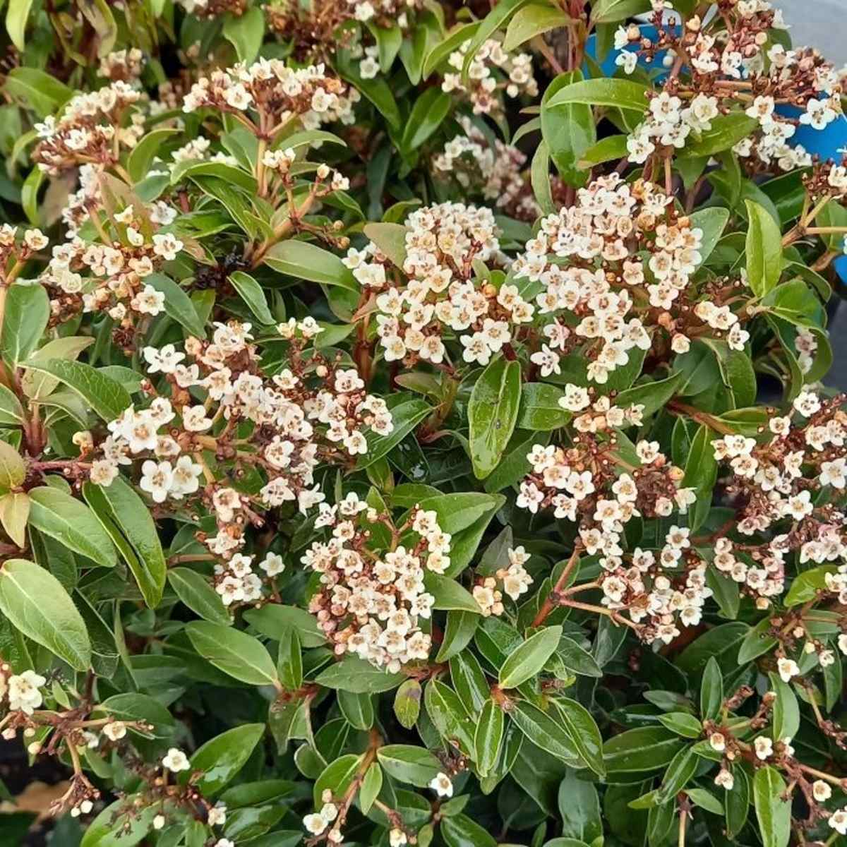 Kalina modroplodá 'Eve Price' květináč 10 litrů-0