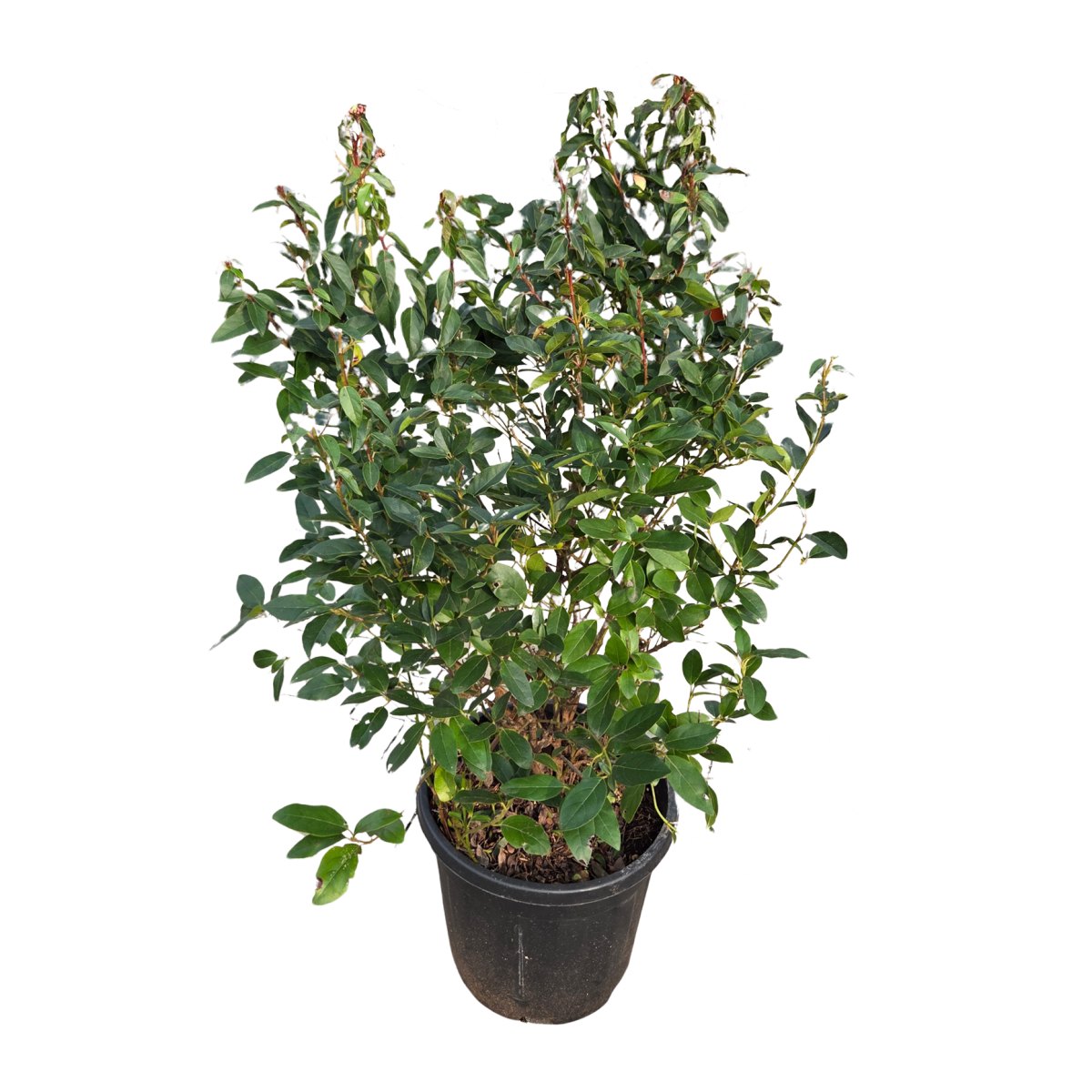 Živé ploty - Kalina modroplodá Eve Price výška 80/100cm, květináč 18 litrů