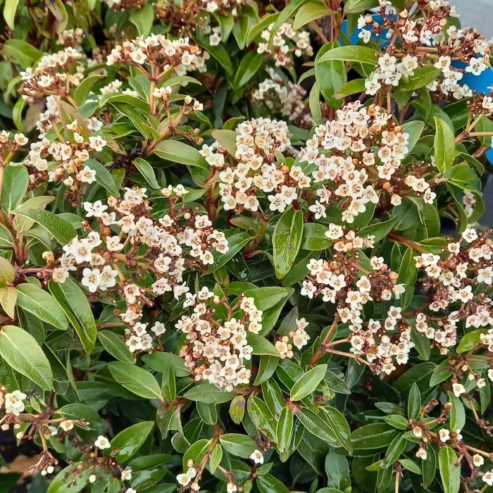 Kalina modroplodá Eve Price výška 80/100cm, květináč 18 litrů-0