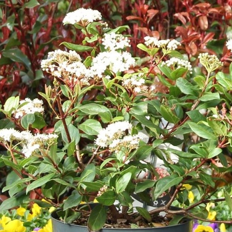 Keře okrasné květem - Kalina modroplodá 'Gwenllian' výška 40/50cm, květináč 5 litrů