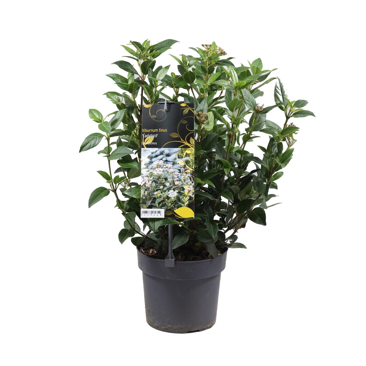 Stálezelené keře - Kalina modroplodá Ladybird výška 25/30cm, květináč 2 litry