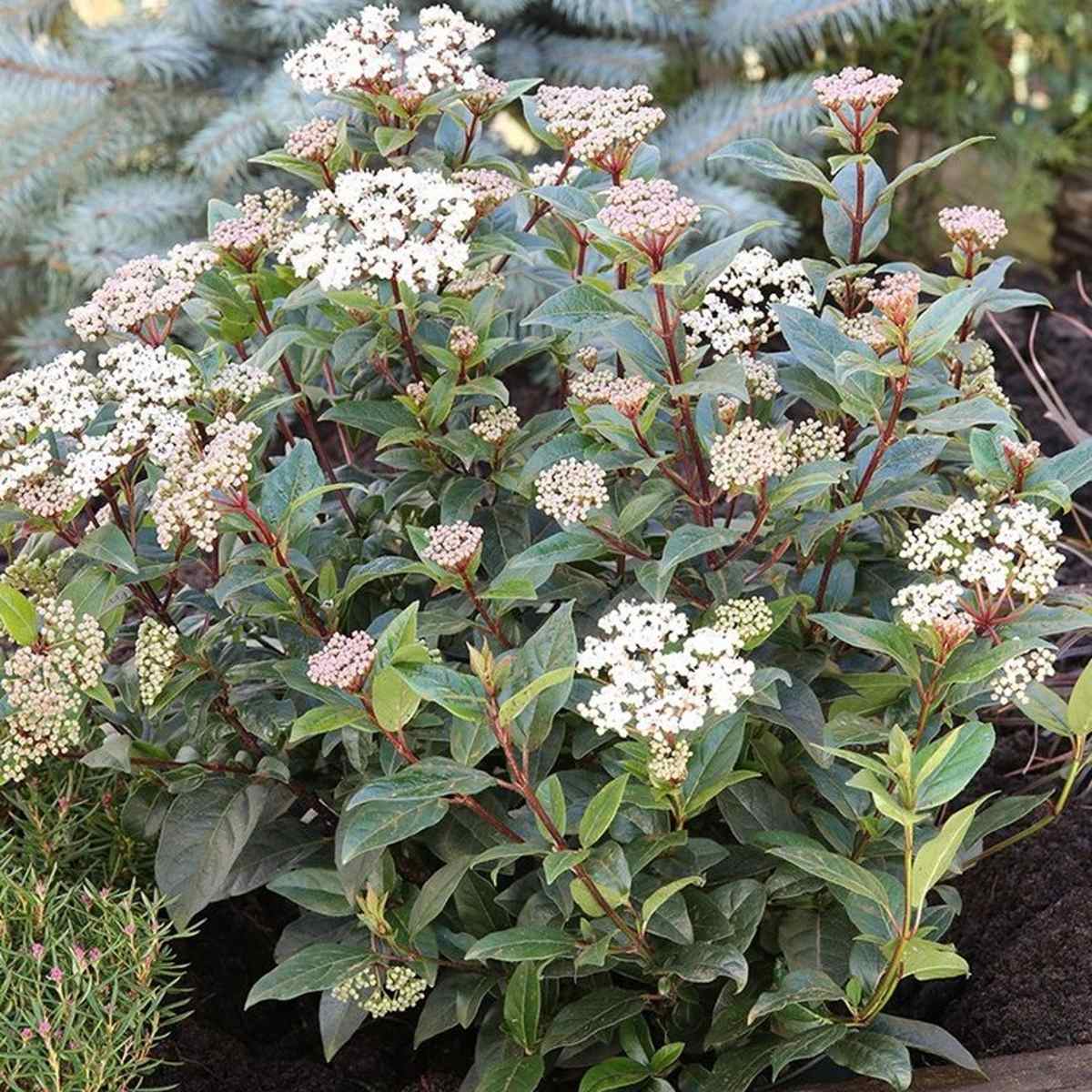 Kalina modroplodá Ladybird výška 25/30cm, květináč 2 litry-0