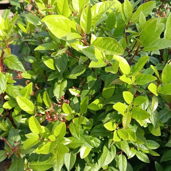 Rostliny - Kalina modroplodá 'Ladybird' výška 40/60cm, květináč 4,5 litru